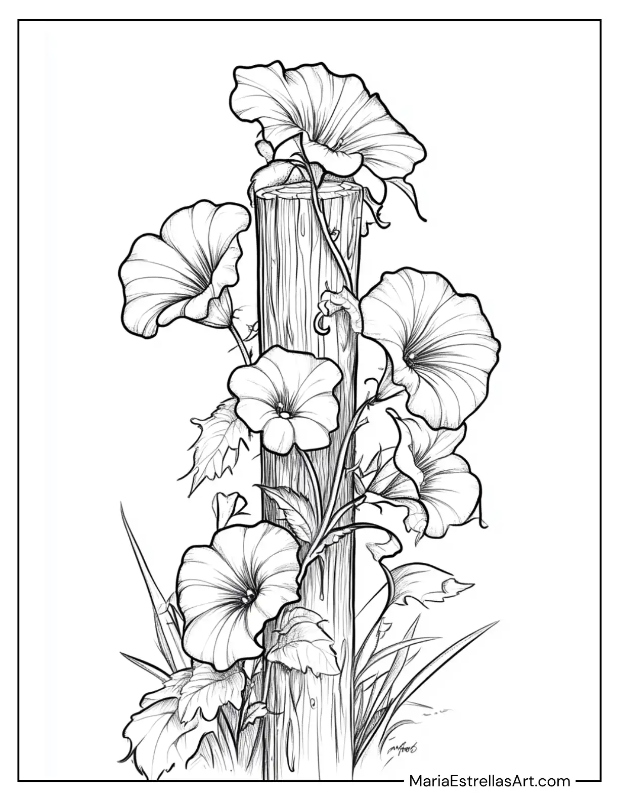 Morning Glories Twisting Around a Fence Post Coloring Sheet